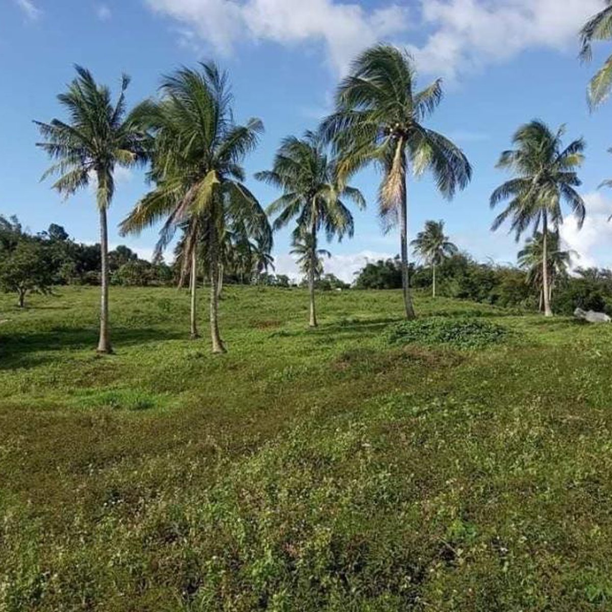 15 HAS. LAND FOR SALE CLEAN TITLE LAGUNA [Lot 🚜] (September 2024) in