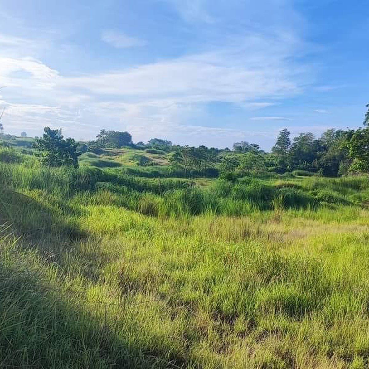 Beautiful Farm Lot For Sale Cuyapo Nueva Ecija [Lot 🚜] (July 2024) in