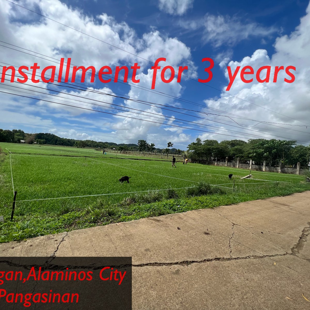 140 sqm Lot For Sale in Alaminos Pangasinan [Lots 🚜] (January 2024) in