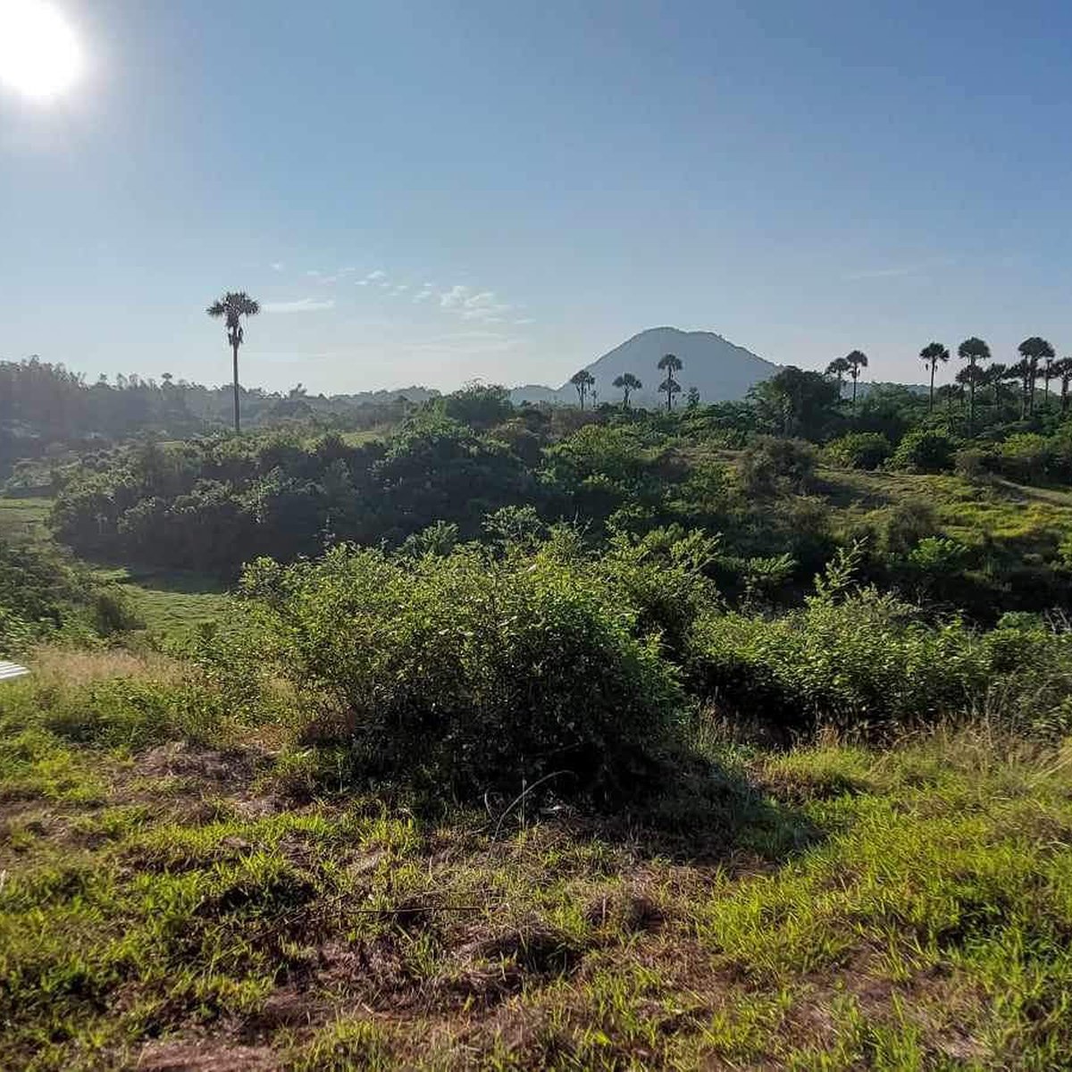 Beautiful Farm Land For Sale! Cuyapo Nueva Ecija [Lot 🚜] (July 2024