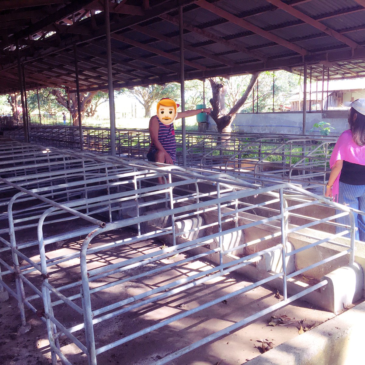 PIGGERY FARM WITH 40 MANGO TREES [Lot 🚜] (March 2022) in Ibaan