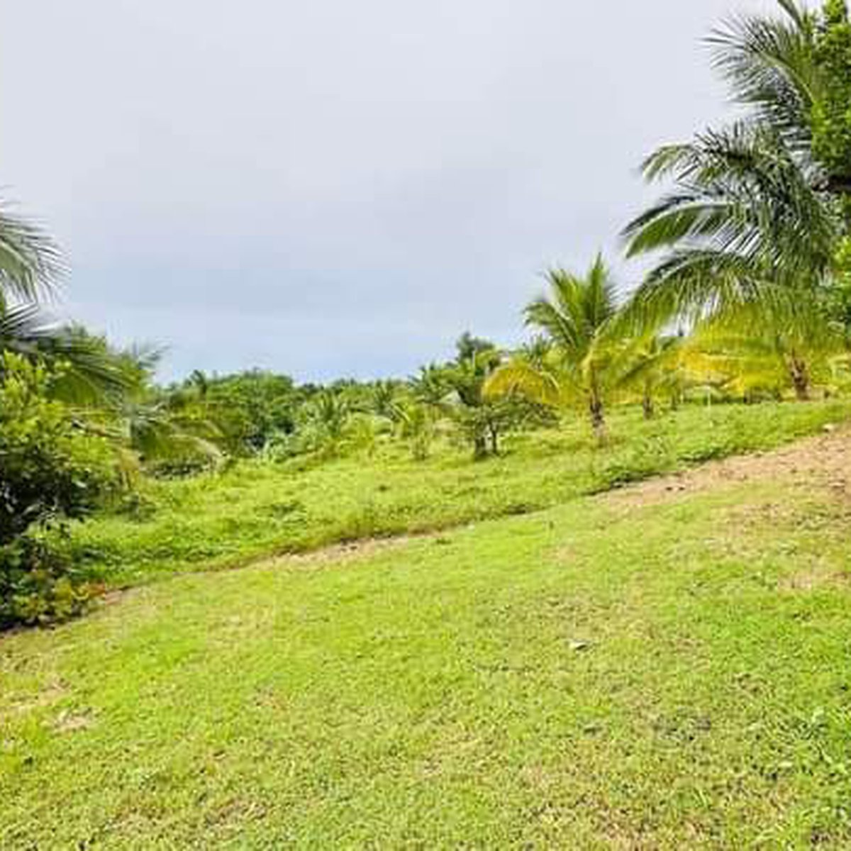Affordable Farmlot in Balanga Bataan [Lot 🚜] (May 2024) in Balanga