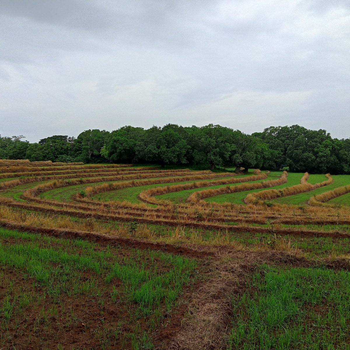 Farm land with mango trees [Lot 🚜] (August 2021) in San Ildefonso