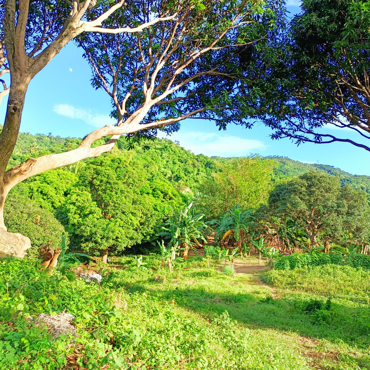 TITLED FARM LOT IN QUISAO PILILIA RIZAL [Lot 🚜] (August 2024) in Pililla, Rizal for sale