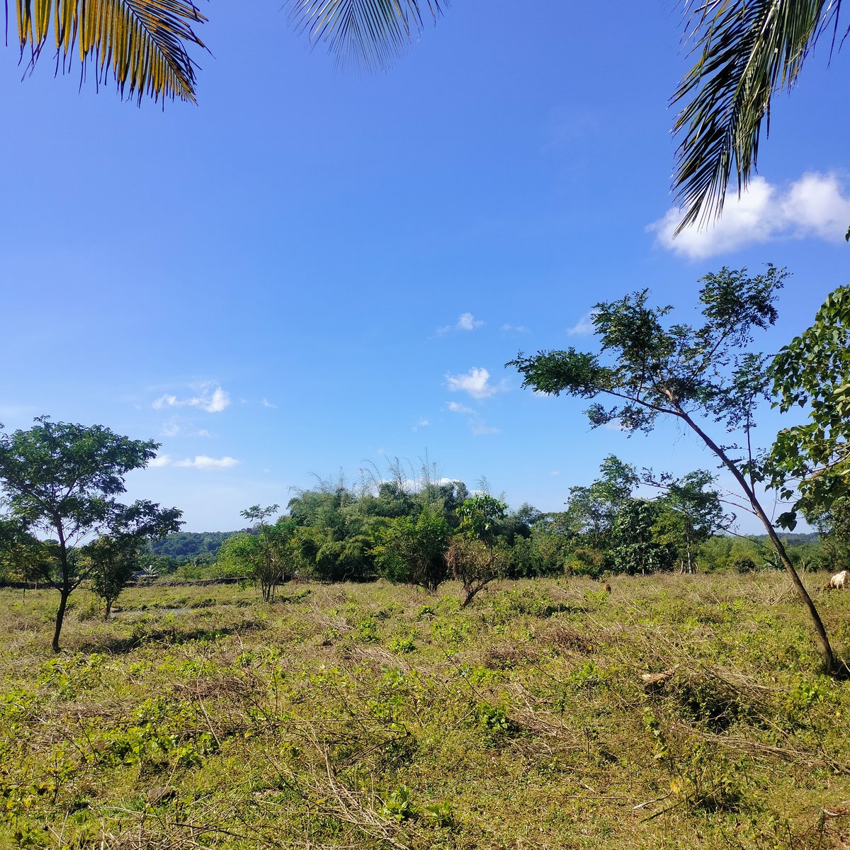 Farm Lot in Tanay Rizal [Lot 🚜] (May 2022) in Tanay, Rizal for sale