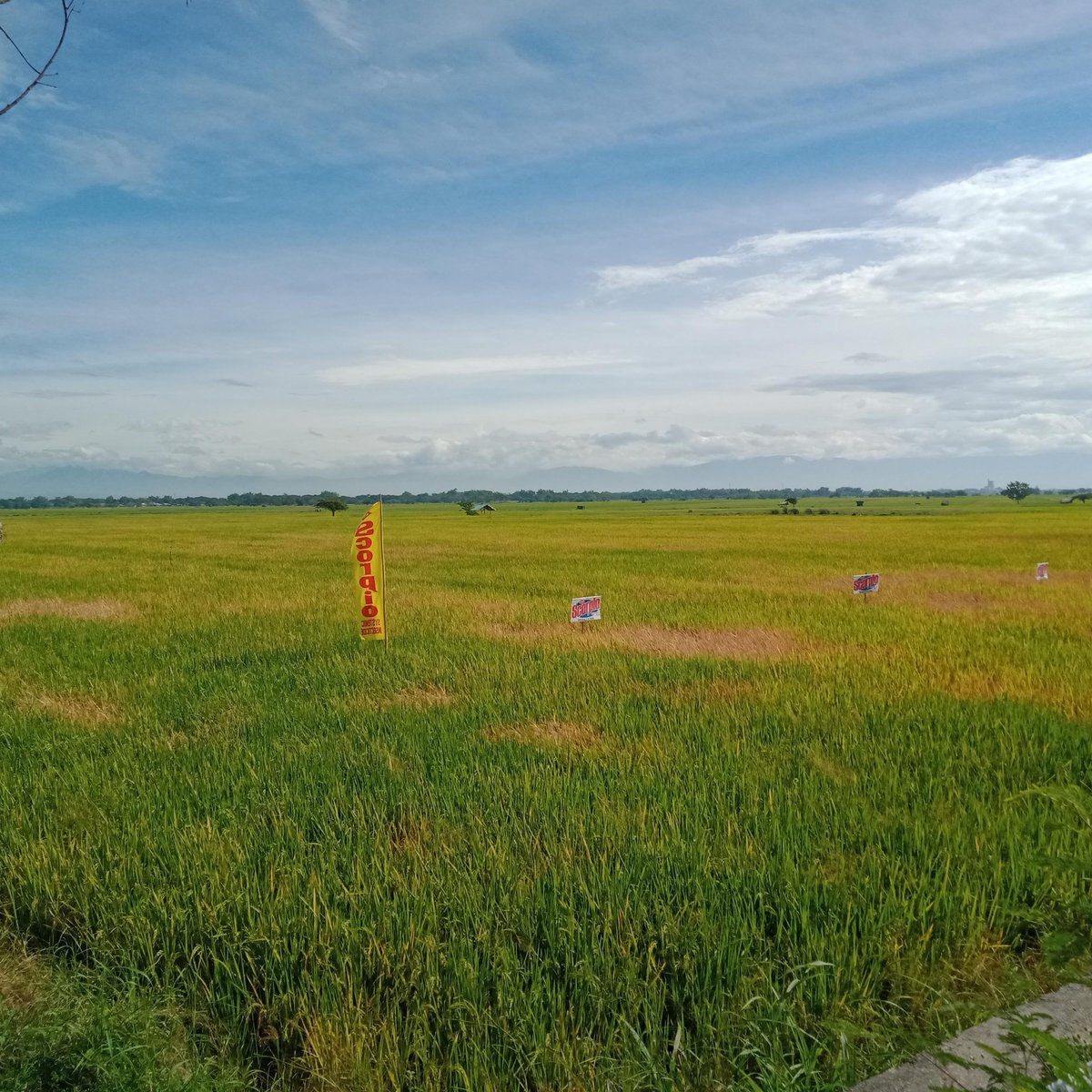 Rice farm for Sale Provincial highway Villasis,Pang. [Lot 🚜] (March