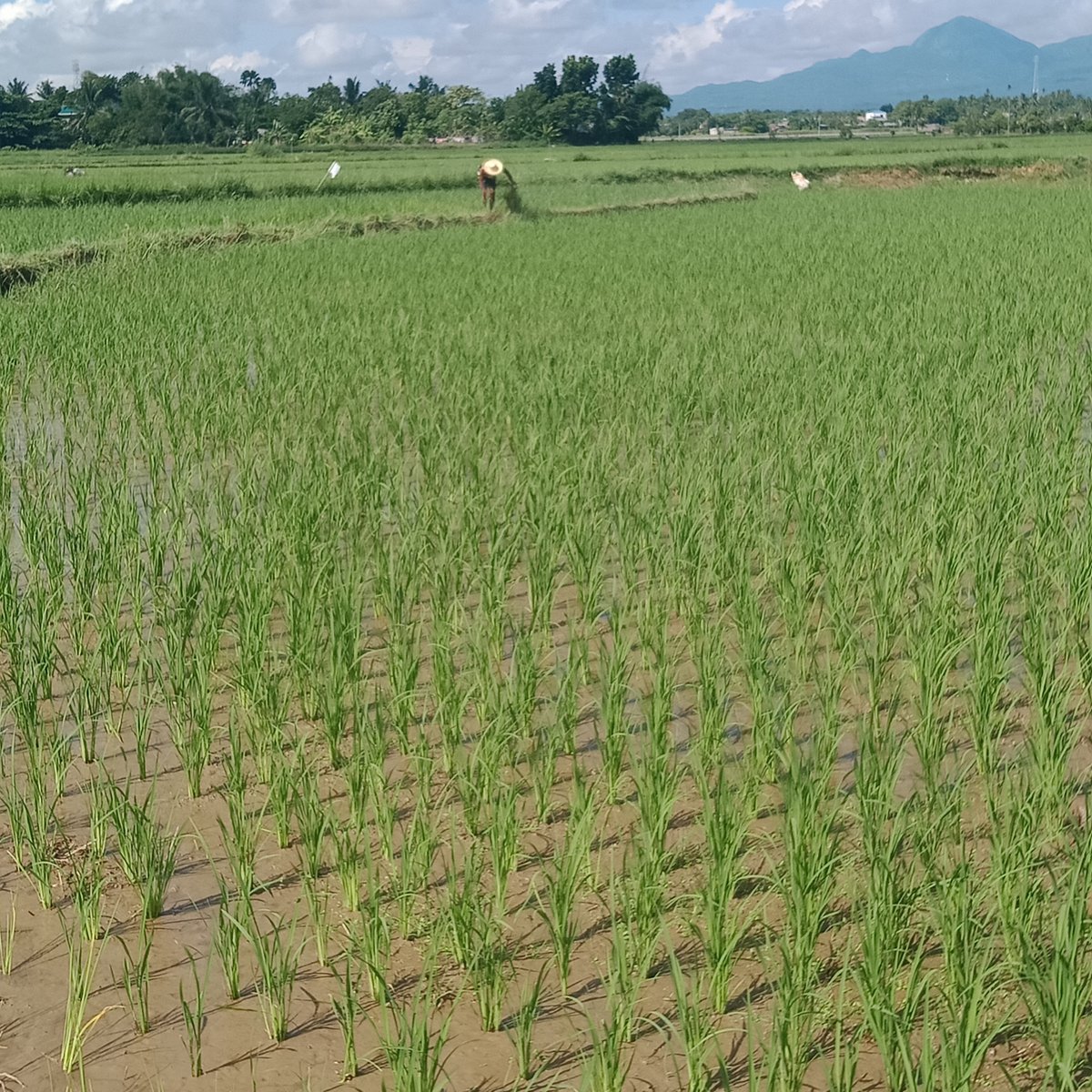 Rice land for sale [Lot 🚜] (December 2023) in Daet, Camarines Norte for sale