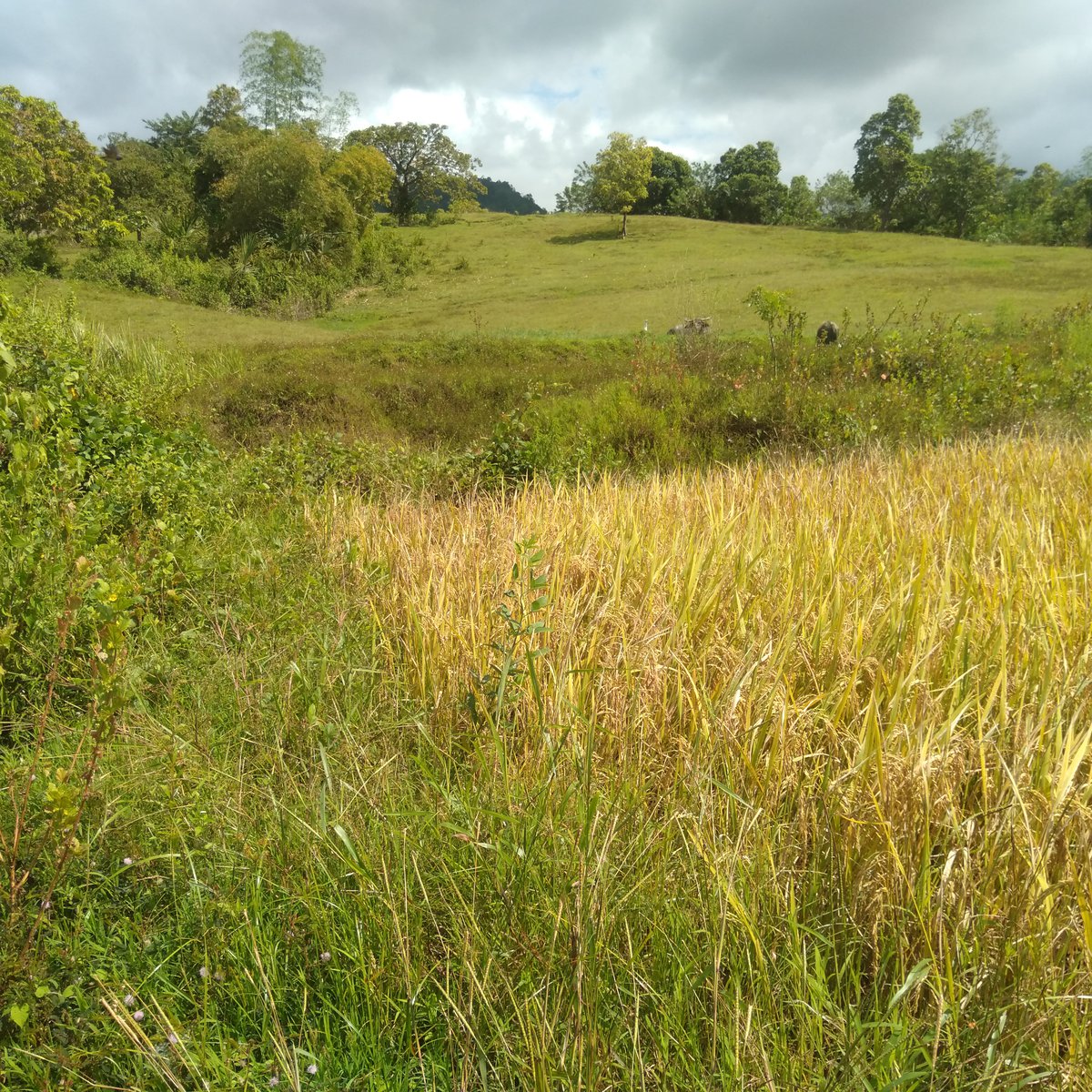 Farm land [Lot 🚜] (July 2024) in Calintaan, Occidental Mindoro for sale