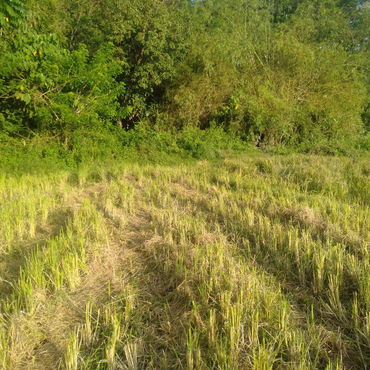 Farm land [Lot 🚜] (December 2022) in Calintaan, Occidental Mindoro for sale