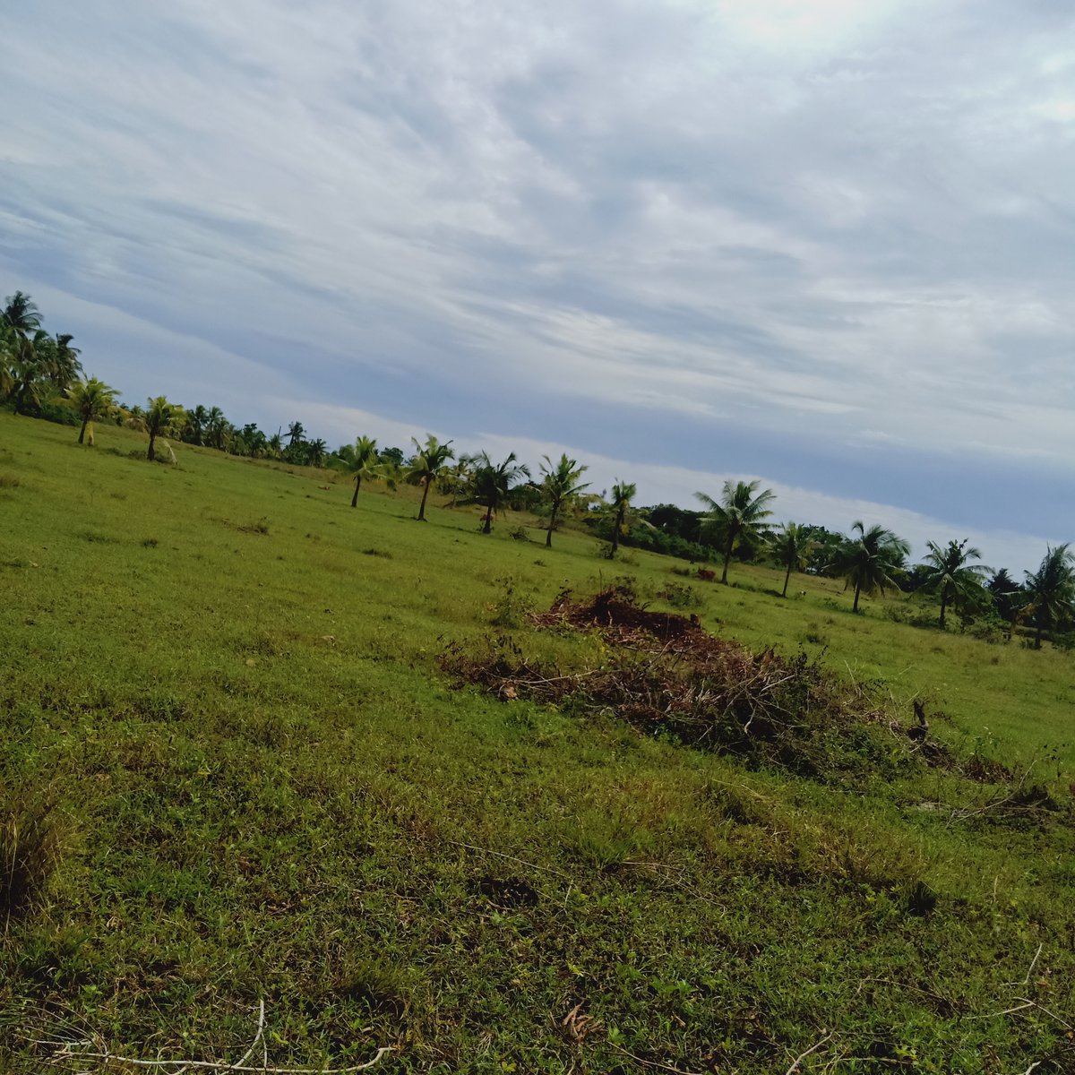 150 sqm Residential Lot For Sale in Daanbantayan Cebu [Lot 🚜] (December
