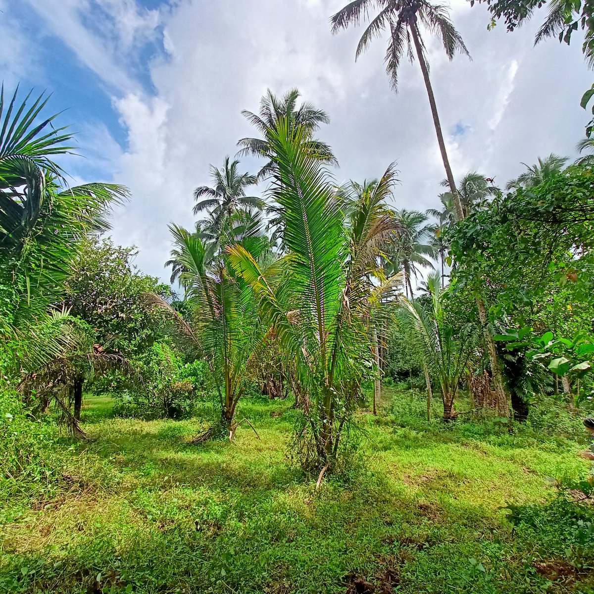 Farmlot raw land [Lot 🚜] (March 2023) in Lucban, Quezon for sale