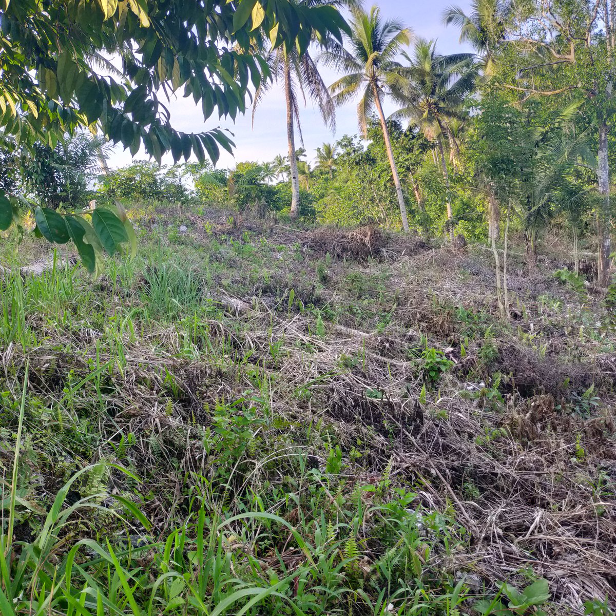 820sqm Lot for Sale in Siargao General Luna, Surigao Del Norte [Lot 🚜
