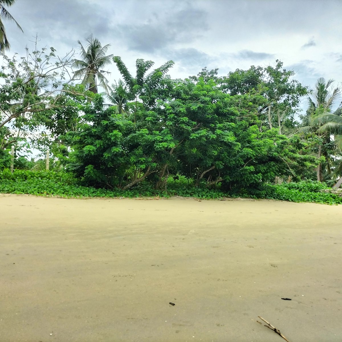 8,000 sqm Beach Property For Sale in Salvacion, Roxas Palawan [Beach