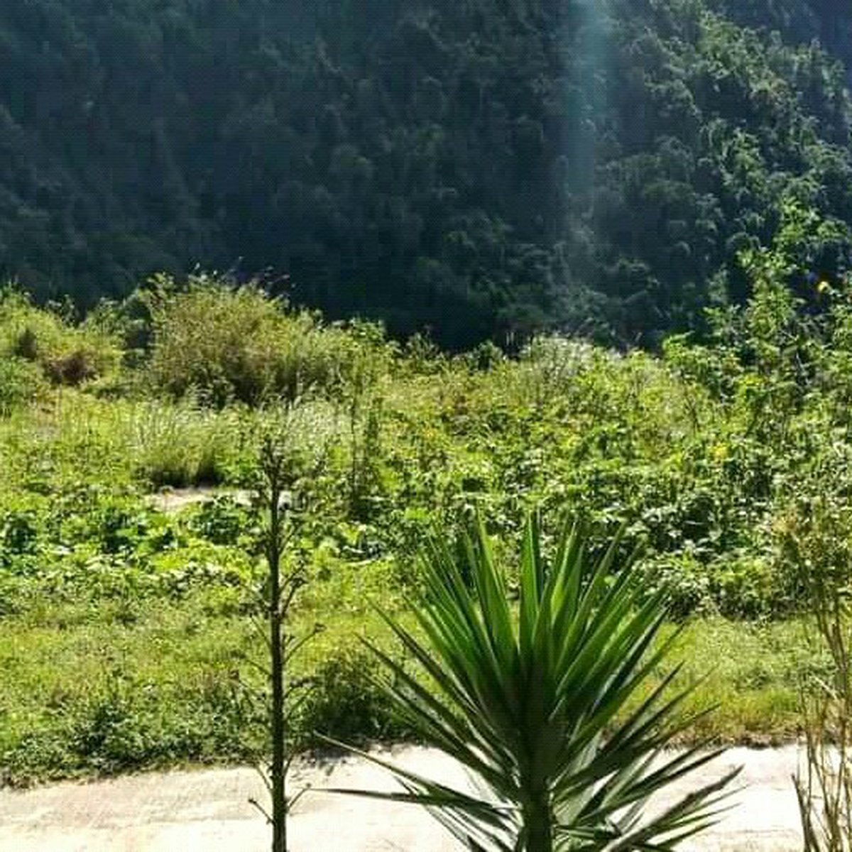 Green Valley Baguio City Lot For Sale [Lot 🚜] (March 2024) in Baguio, Benguet for sale