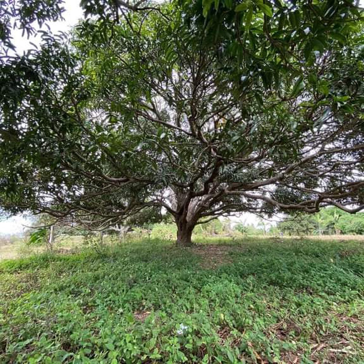 240 sqm Agricultural Farm For Sale in Silang, Cavite [Lot 🚜] (May 2022) in Silang, Cavite for sale