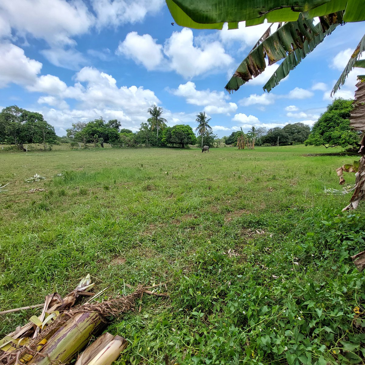 Minimum of 240sqm Residental Farm Lot for sale in Silang Cavite. [Lot 🚜