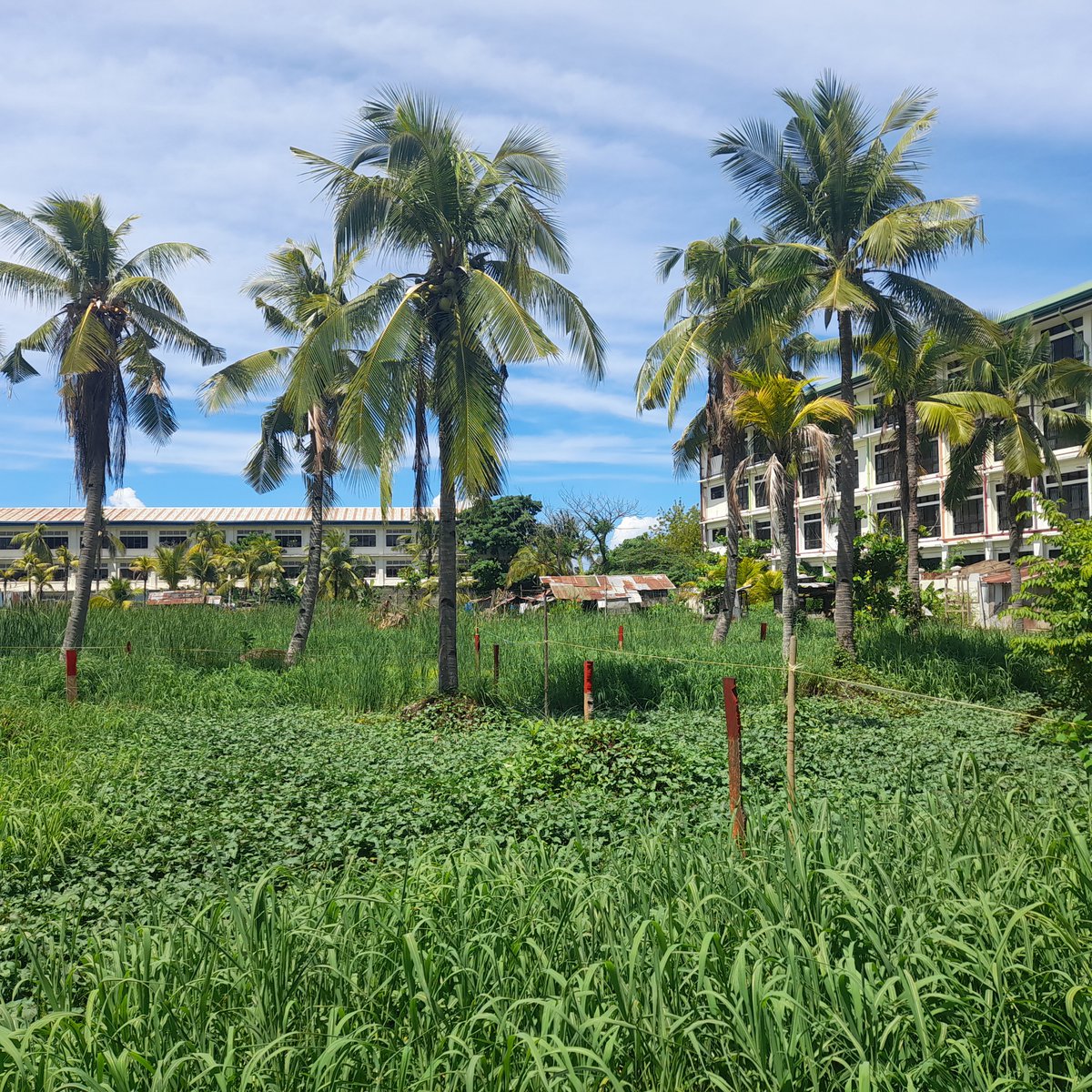 1.23 hectares commercial lot for sale in zamboanga city [Lot 🚜] (July