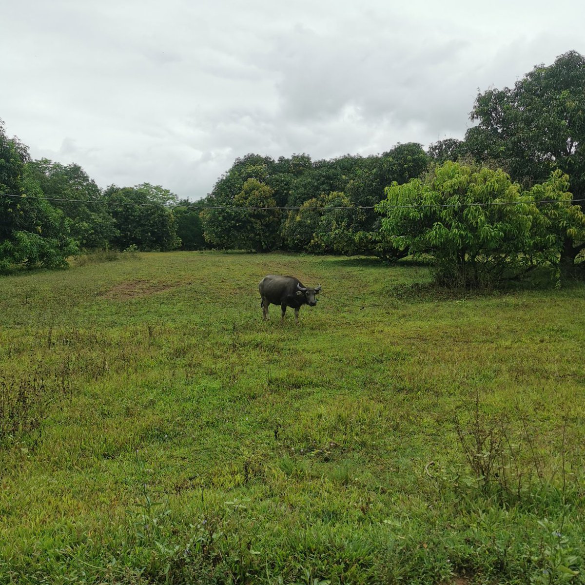 5 hectares Mango Farm for sale in Jones, Isabela [Lot 🚜] (August 2023
