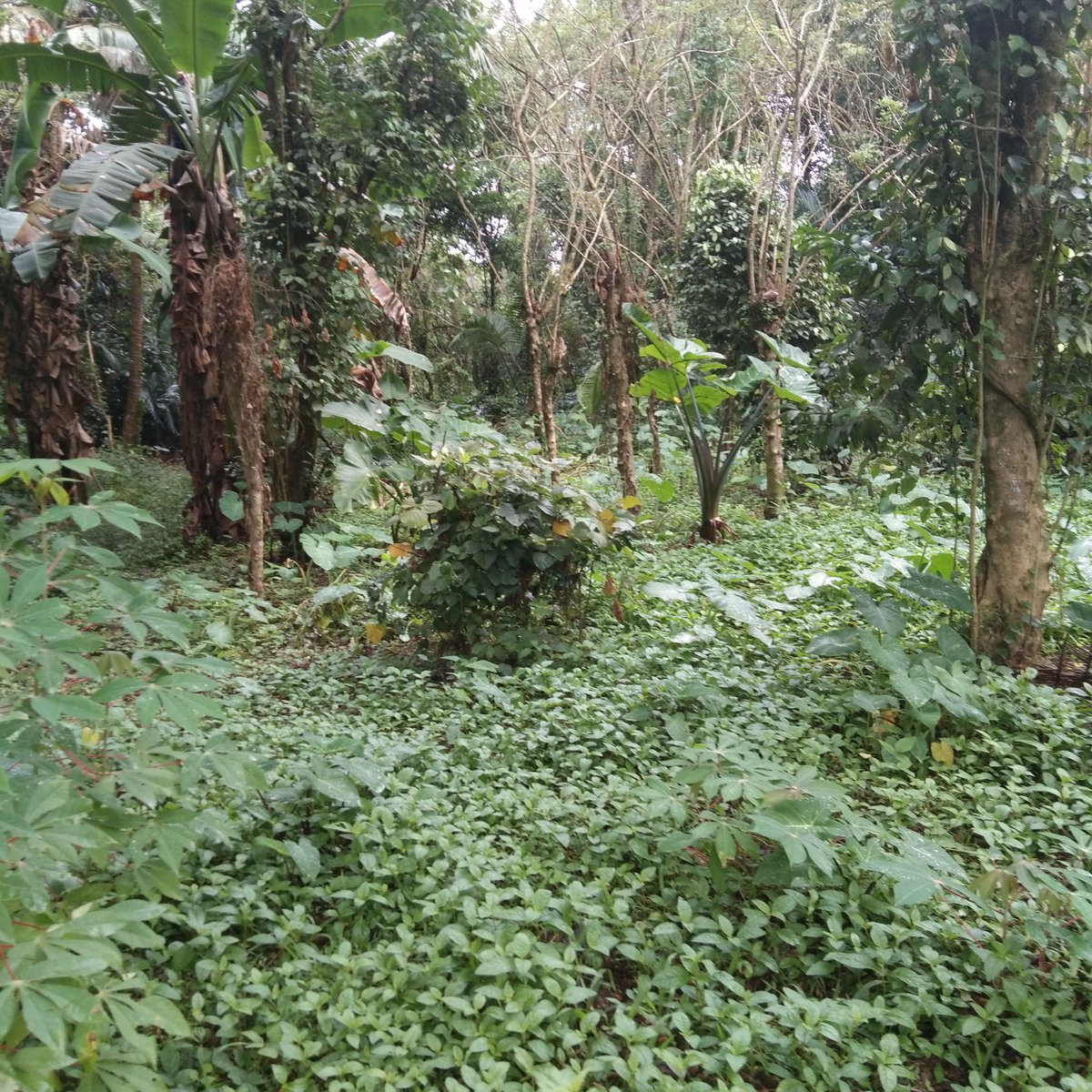 Farm lotFarmland for sale in Alfonso Cavite [Lot 🚜] (February 2024) in