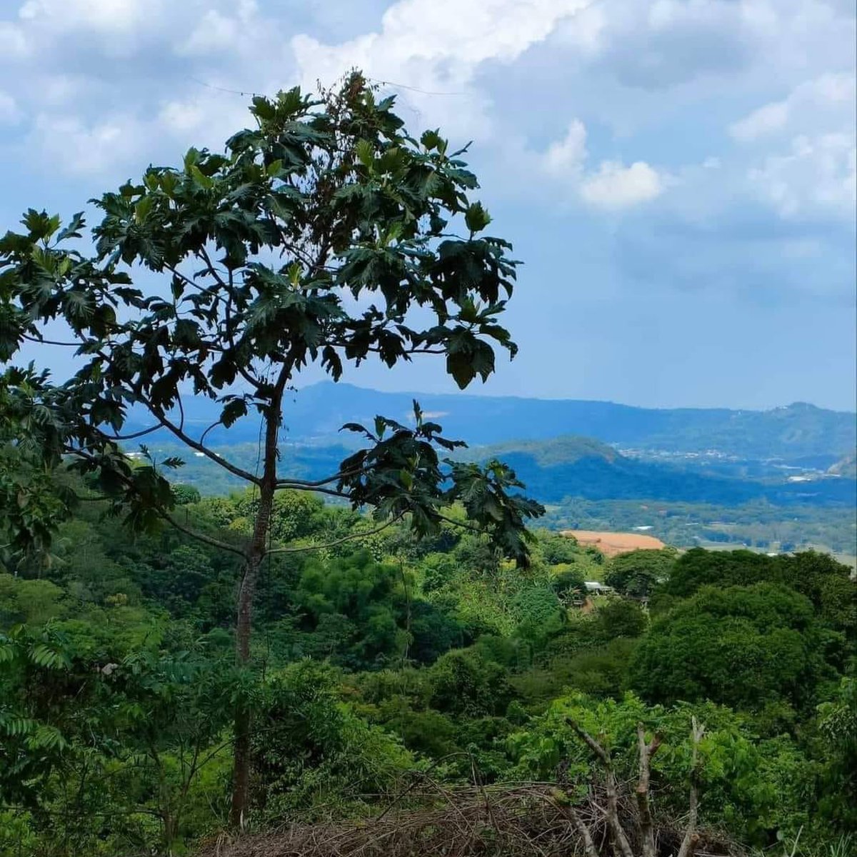 6,400/sqm Antipolo Overlooking Residential Lots [Lot 🚜] (September 2024