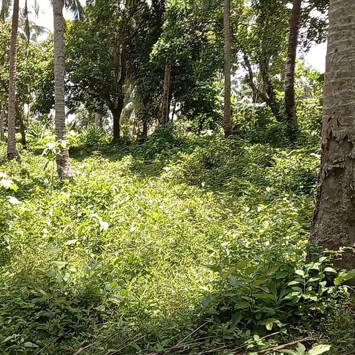 Farm lot for Sale in Alfonso Cavite [Lot 🚜] (May 2023) in Alfonso