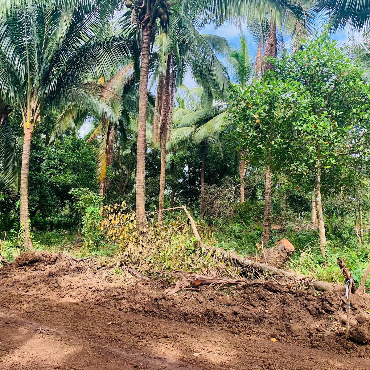 505 SQM AGRICULTURAL FARM LOT FOR SALE IN ALFONSO CAVITE [Lot 🚜] (April