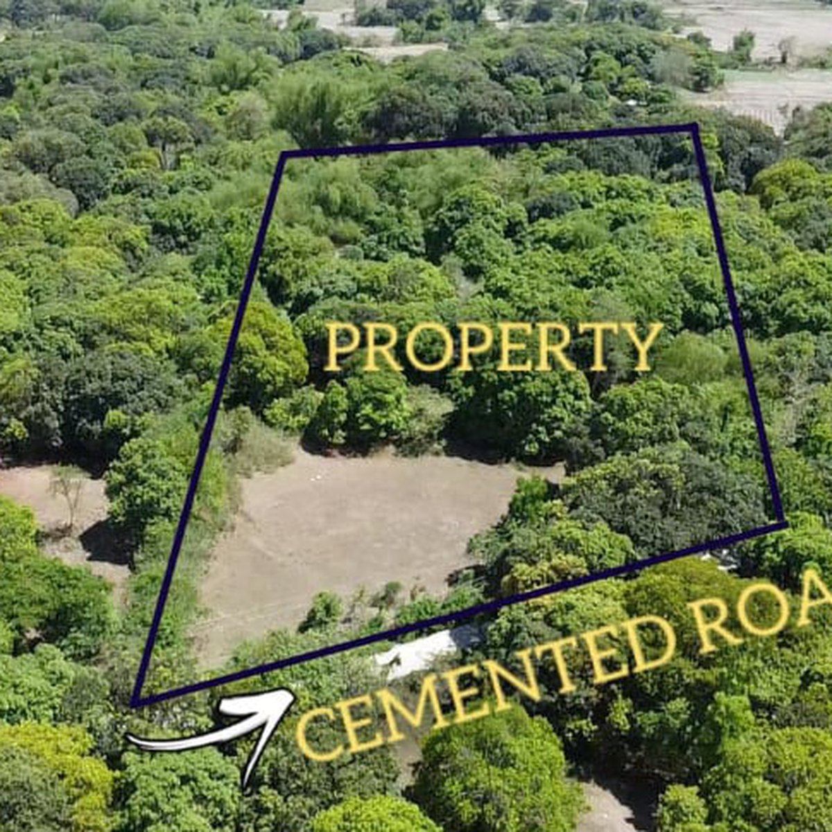 1.1 hectares Mango/Residential Farm For Sale in Umingan Pangasinan [Lot