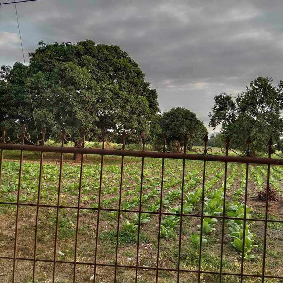 3BR Single Detached House/Mango farm For Sale in Balungao Pangasinan