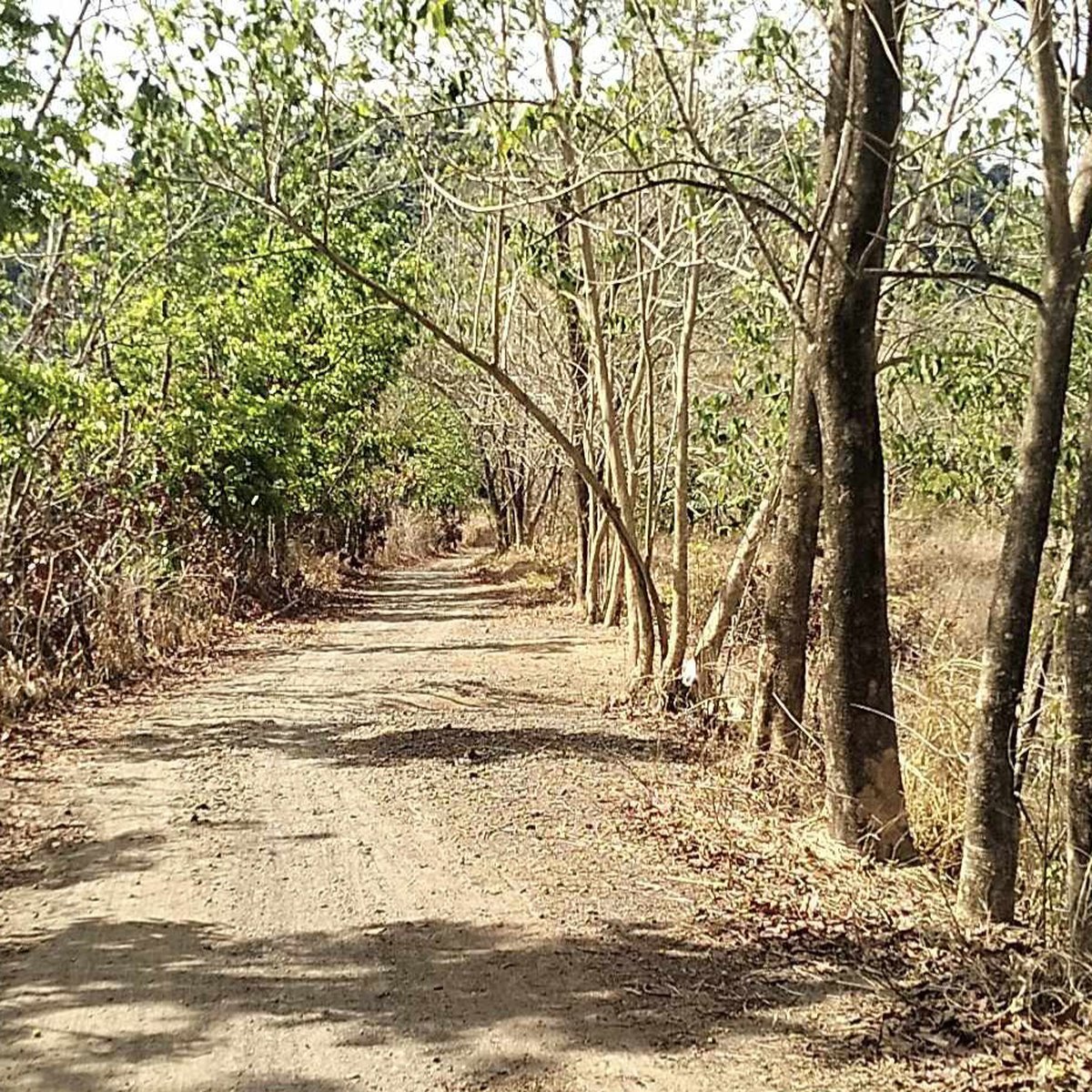 Mango farm [Lot 🚜] (July 2024) in Umingan, Pangasinan for sale