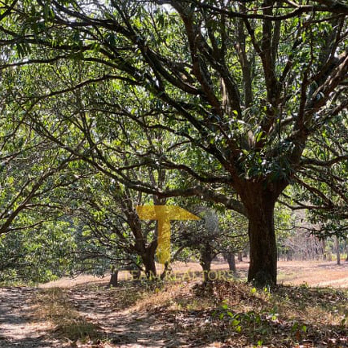 1.5 hectares Mango Farm For Sale in Umingan Pangasinan [Lot 🚜] (June