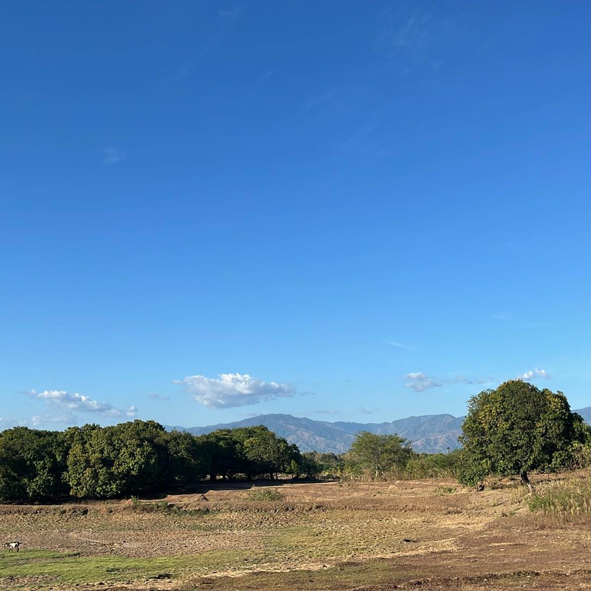 14 hectares Mango Farm For Sale in Umingan Pangasinan [Lot 🚜