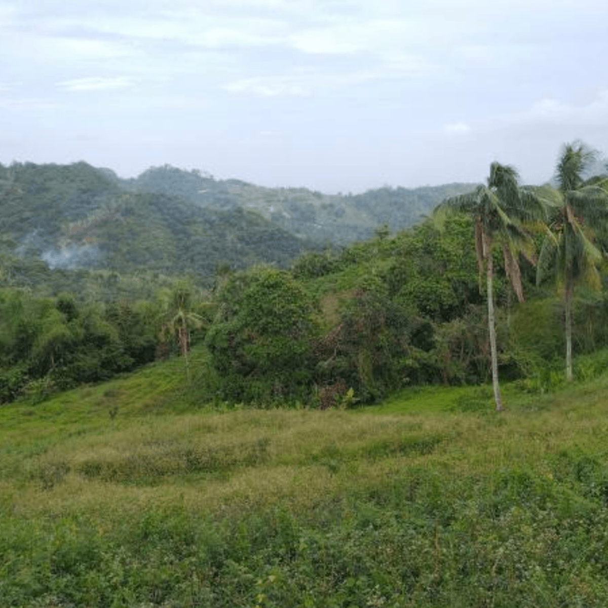 7.63 hectares Agricultural Farm For Sale in Cebu City Cebu 60m nego