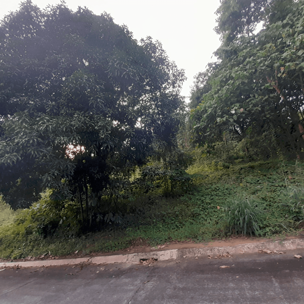 Foreclosed Lot for Sale in Timberland Heights, San Mateo, Rizal [Lot 🚜] (September 2024) in San