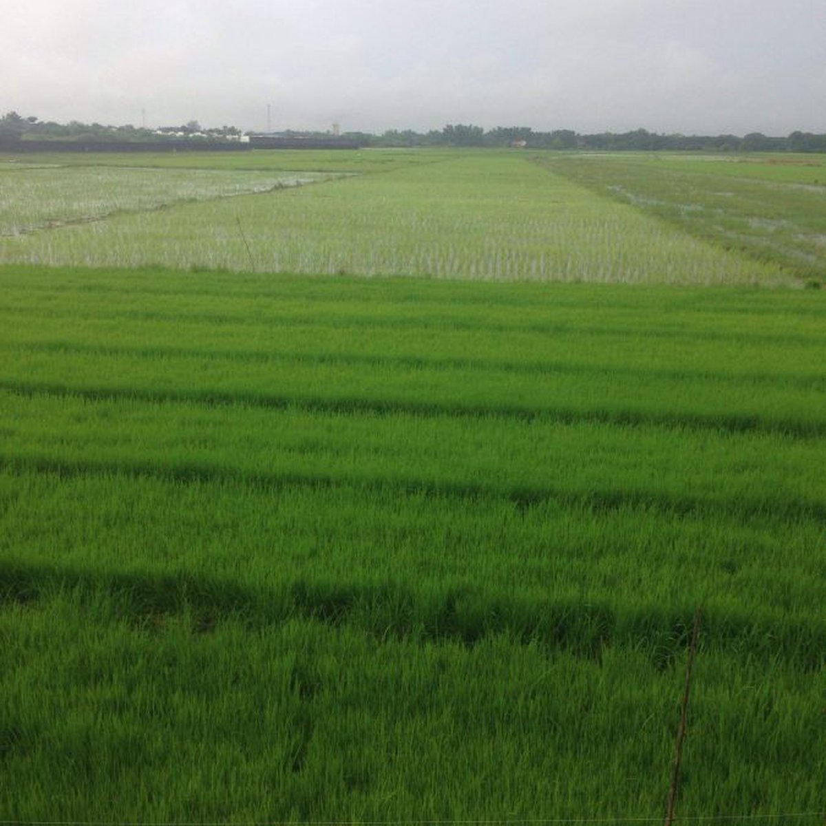Farm ready for rice plantation for sale [Lot 🚜] (July 2021) in