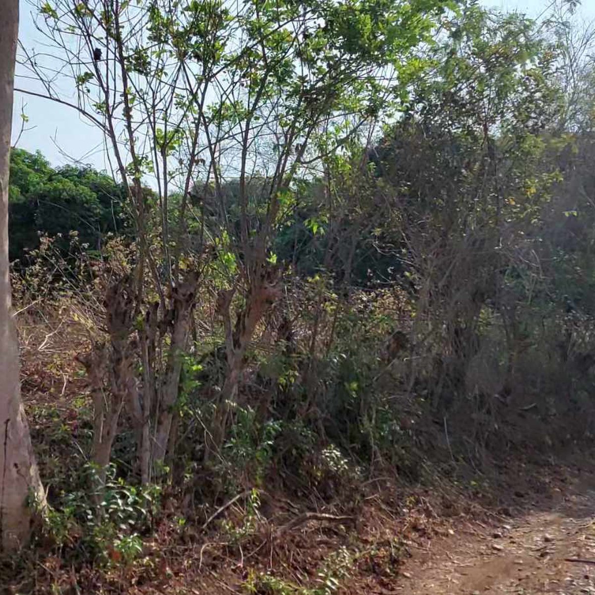 5 hectares Agricultural Farm For Sale in Umingan Pangasinan [Lot 🚜