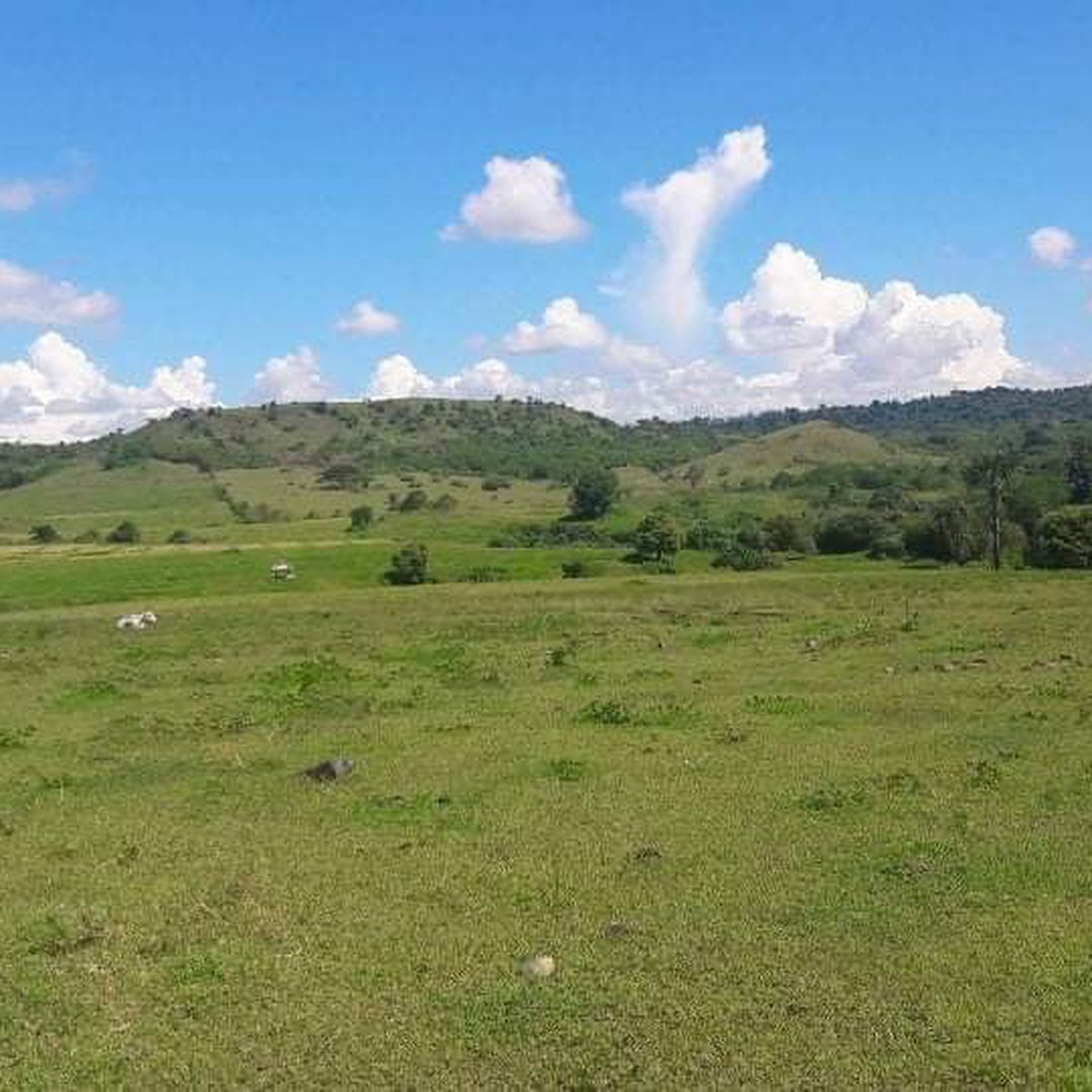 Lot For Sale Clark Angeles Pampanga [Lot 🚜] (June 2023) in Clark
