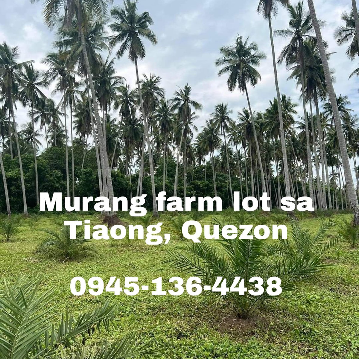 1000 sqm Coconut and Dates Farm Lot For Sale in Tiaong Quezon [Lot 🚜