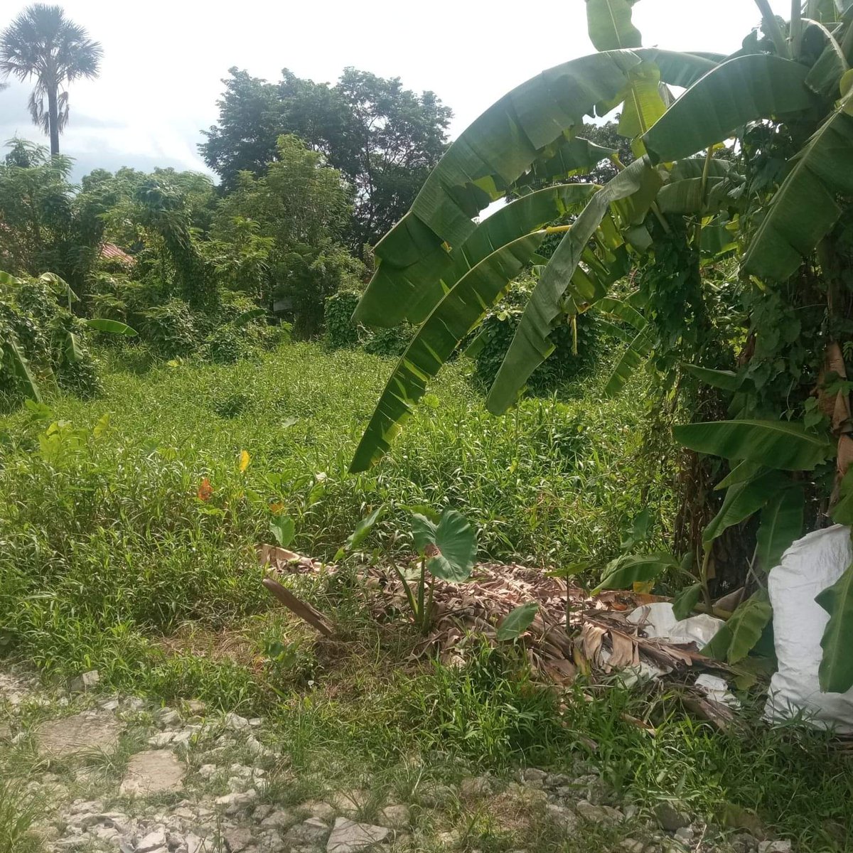 Residential Lot in Niogan Pililla Rizal [Lot 🚜] (September 2022) in