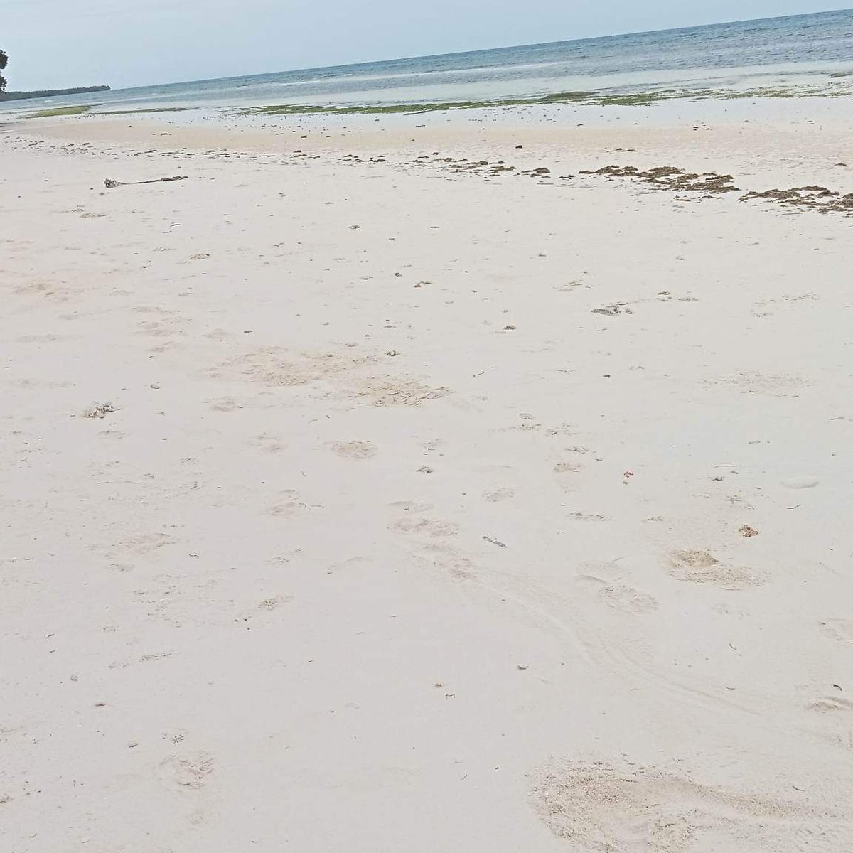 1600 sqm Beachfront Property For Sale in Anda Bohol 15k per sqm CASH [Beach Property 🏖️