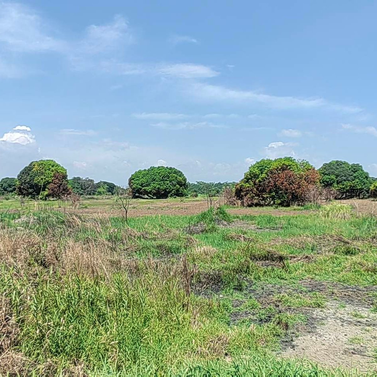1 Hectare Commercial Lot For Sale In Calasiao Pangasinan Lot 1-hectare-commercial-lot-for-sale-in-calasiao-pangasinan-lot