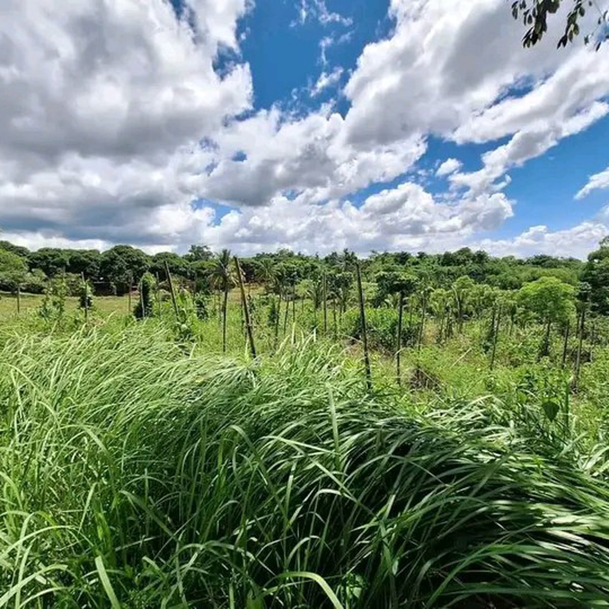 50 hectares Agricultural Farm For Sale [Lot 🚜] (September 2023) in