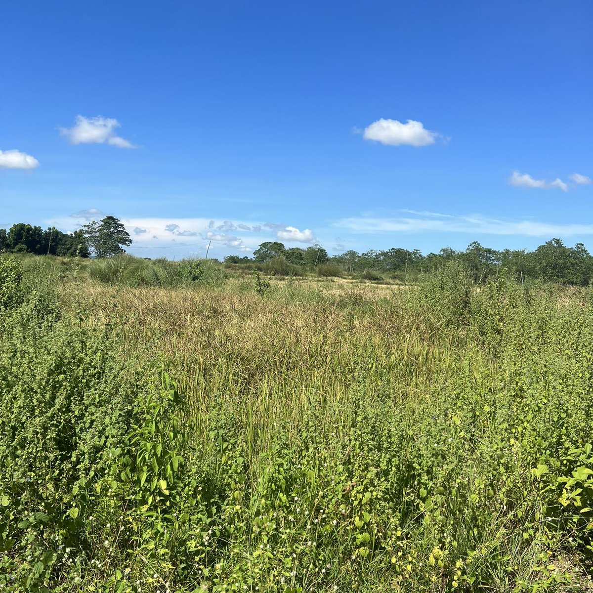 1.05 hectares Agricultural Farm For Sale in Umingan Pangasinan [Lot 🚜