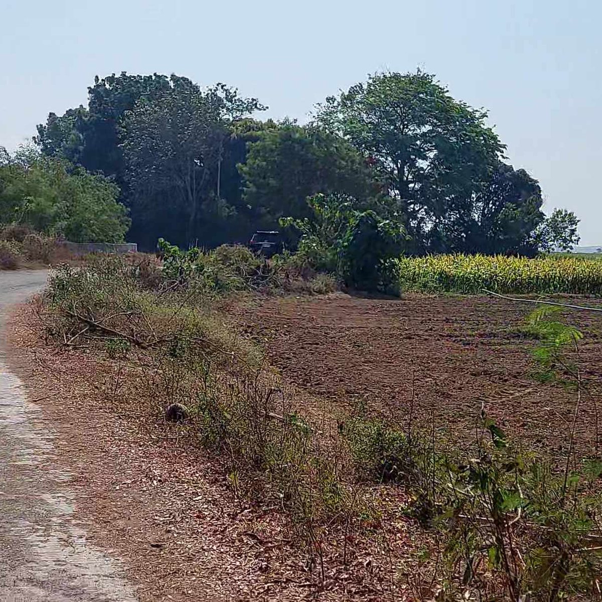1.8 hectares Agricultural Farm For Sale in Balungao Pangasinan [Lot 🚜