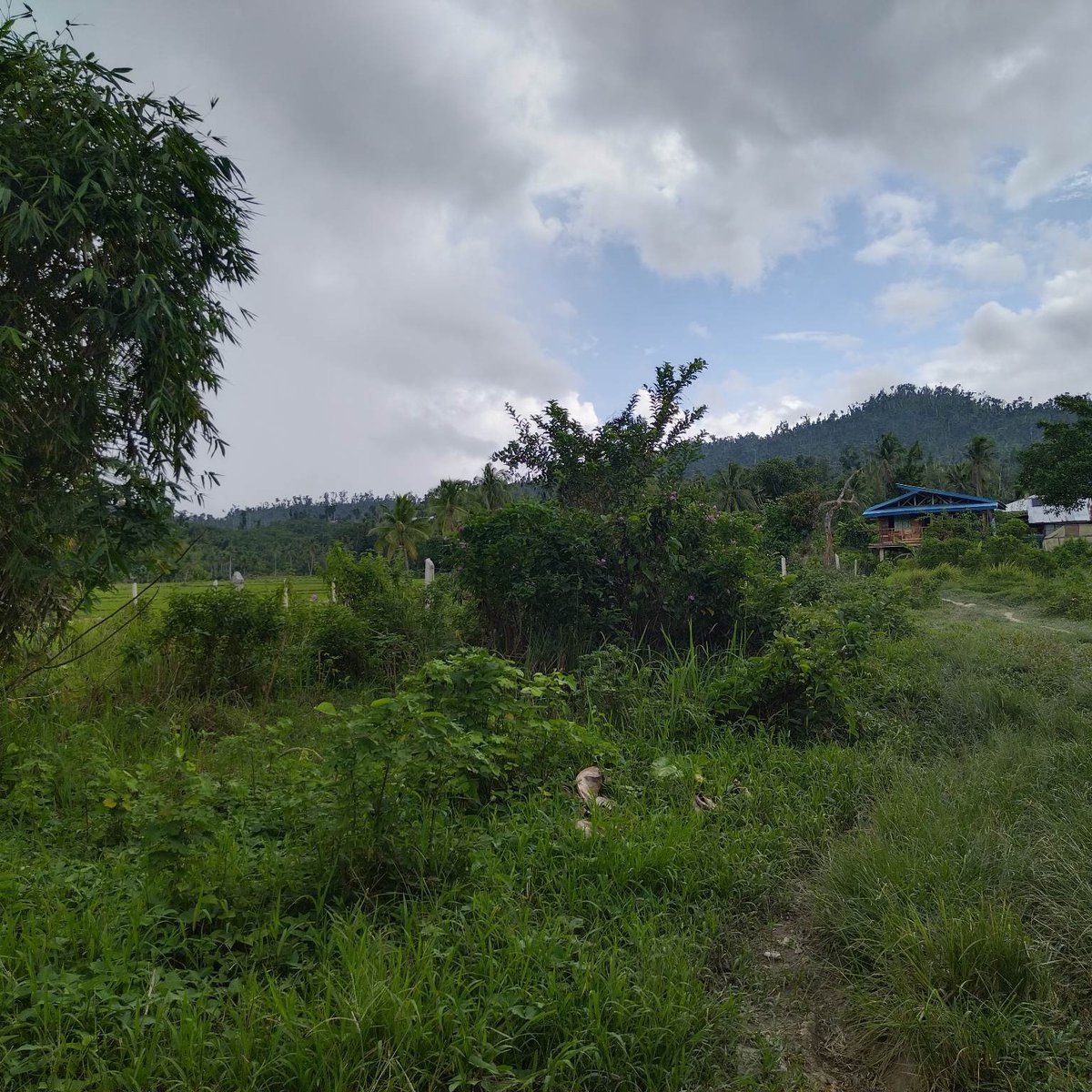 754 sqm Lot For Sale in Port Barton ,San Vicente Palawan [Lot 🚜