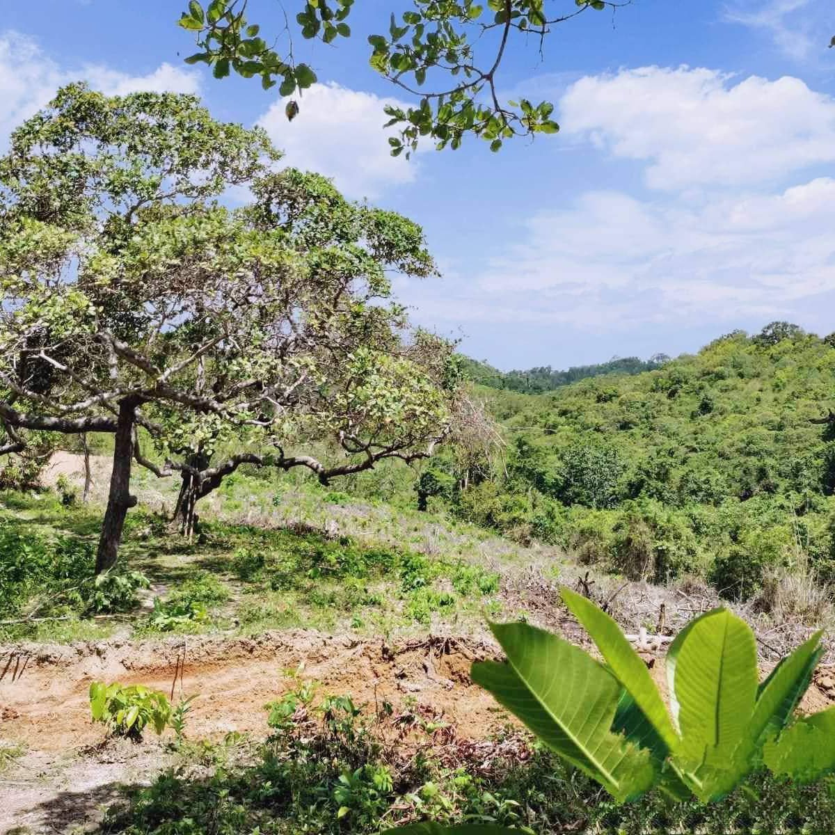 Overlooking residential lot for sale in El Nido Palawan [Lot 🚜] (May 2023) in El Nido (Bacuit