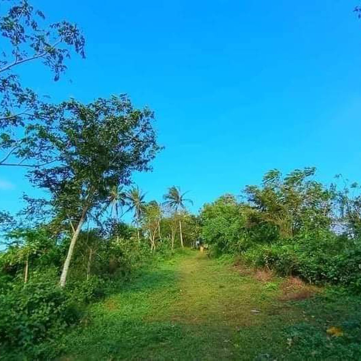 HACIENDA PILILLA 2 (1,500 per sqm) PINAKAMURANG FARM LOT [Lot 🚜
