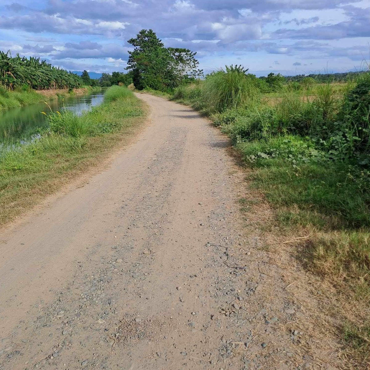 9,500 sqm Agricultural Farm For Sale in Rosales Pangasinan [Lot 🚜