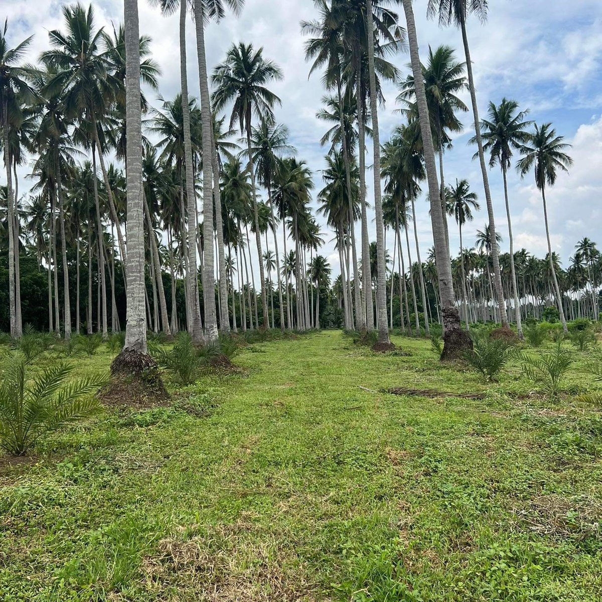 1000 sqm Residential Farm For Sale in Tiaong Quezon [Lot 🚜] (August
