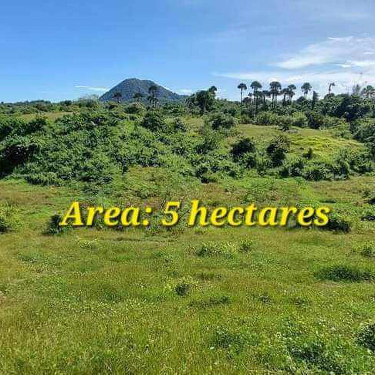 5 hectares raw land for sale in cuyapo nueva ecija [Lots 🚜] (April 2024