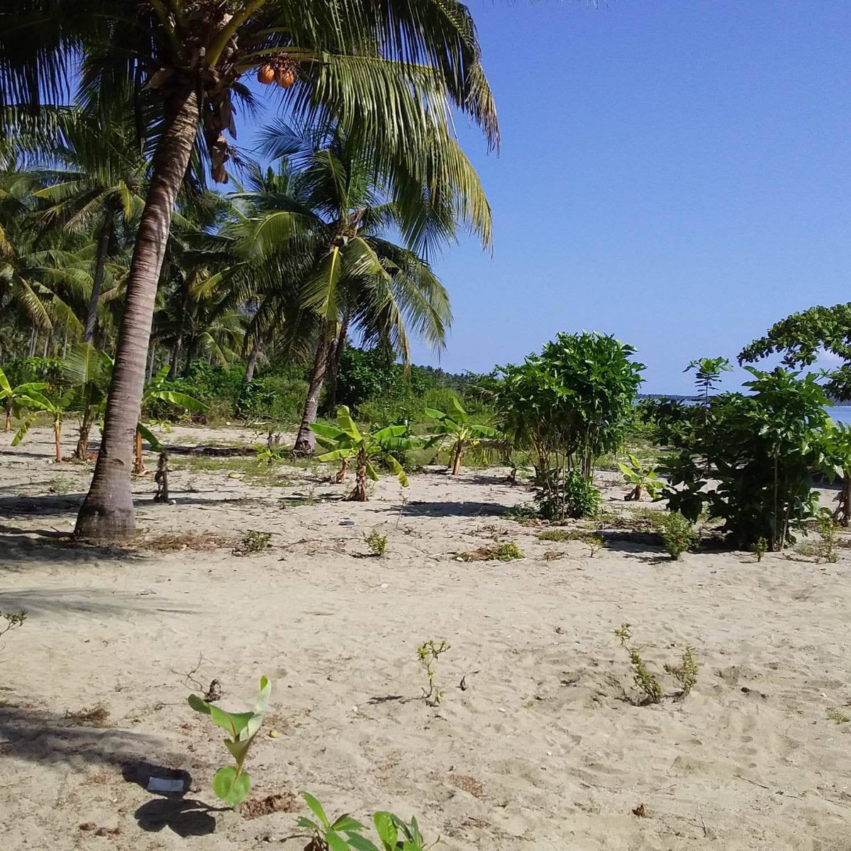 Beach Front Lot For Sale 5 hectares in Oas Albay [Beach Property 🏖️